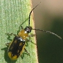 Asiatischer Citrusbockk&auml;fer